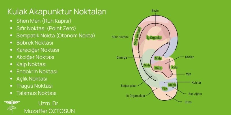 Kulak Akupunktur Noktaları Haritası